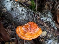 Oranger Baumpilz an morschem Birkenast